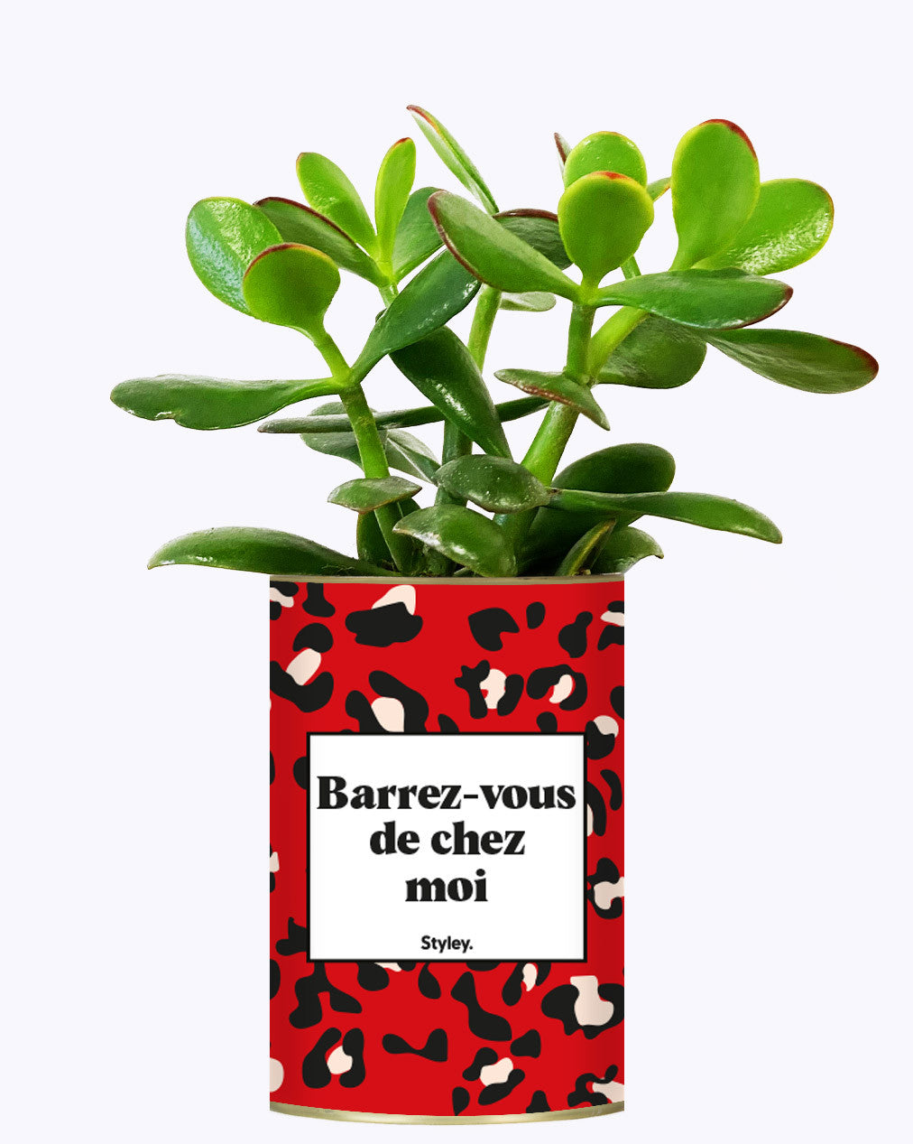 Barrez-vous de chez moi - Cactus
