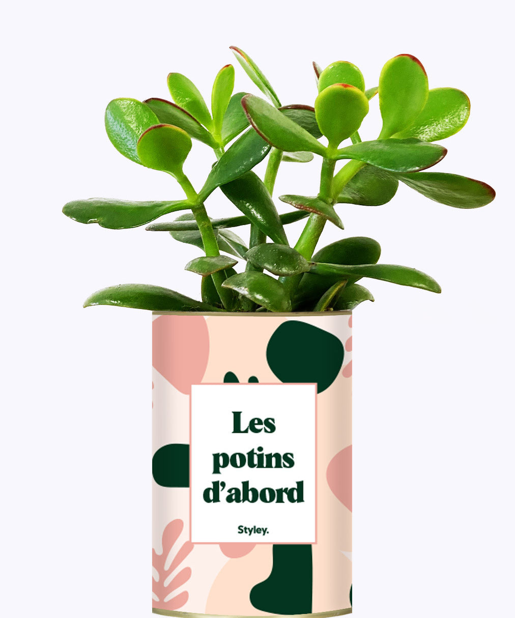 Les potins d'abord - cactus