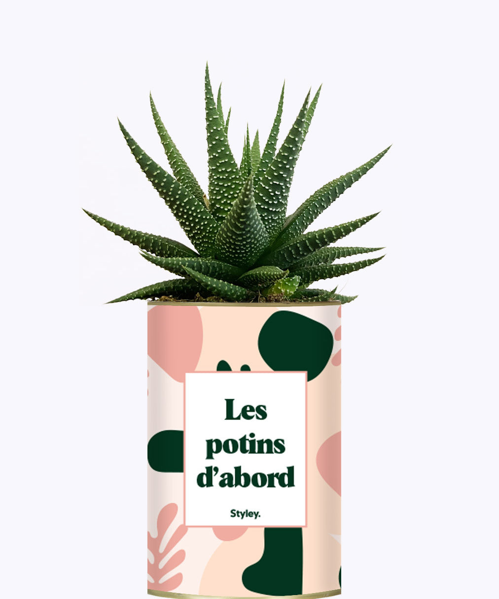 Les potins d'abord - cactus