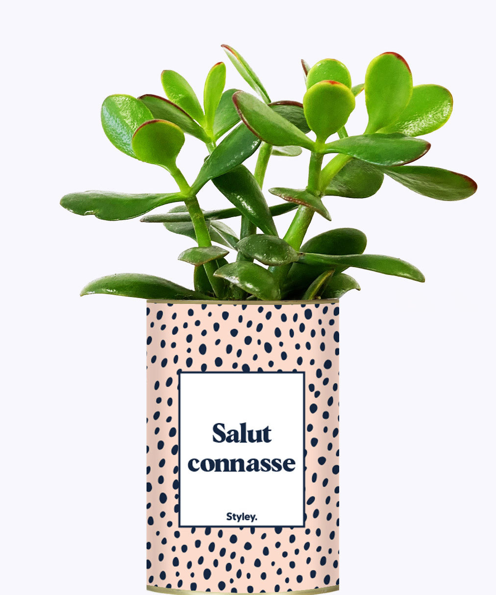 Salut Connasse - Plante grasse