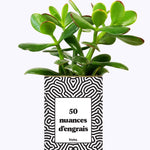 50 Nuances d'engrais - Plante grasse