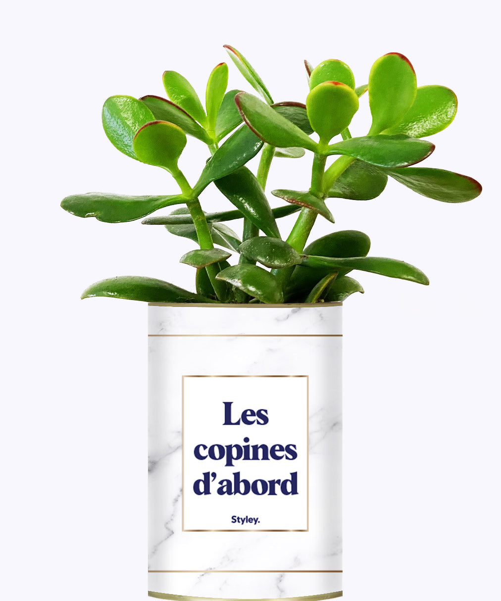 Les copines d'abord - Plante grasse