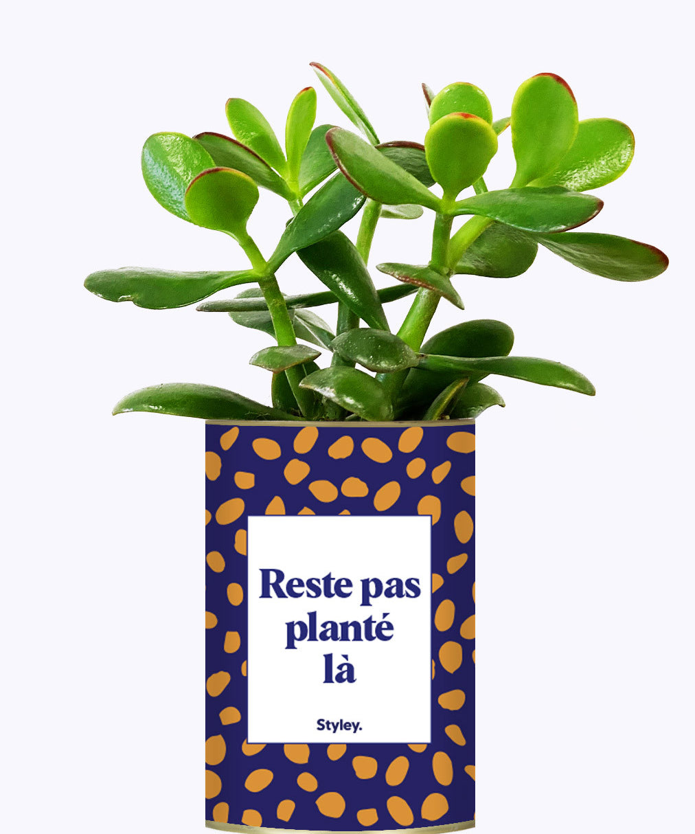 Cactus - Reste pas planté là