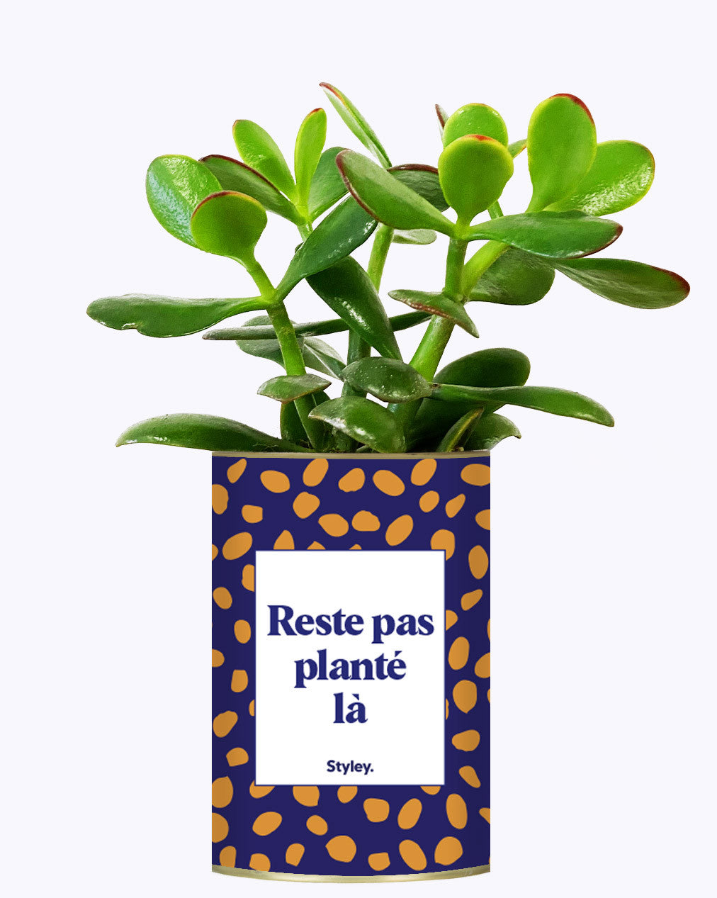 Cactus - Reste pas planté là