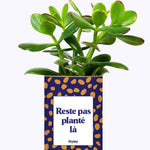 Cactus - Reste pas planté là