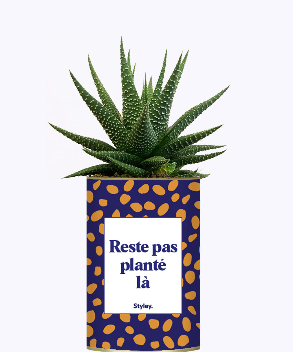 Cactus - Reste pas planté là
