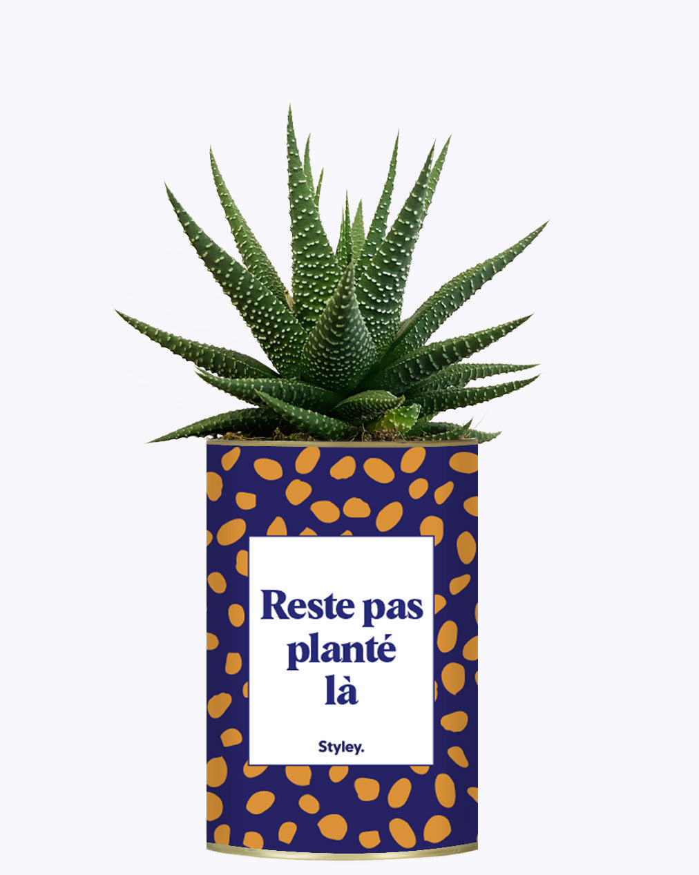 Cactus - Reste pas planté là
