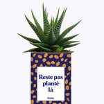 Cactus - Reste pas planté là
