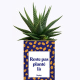 Cactus - Reste pas planté là
