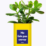 Me fais pas crever - Cactus