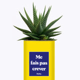 Me fais pas crever - Cactus