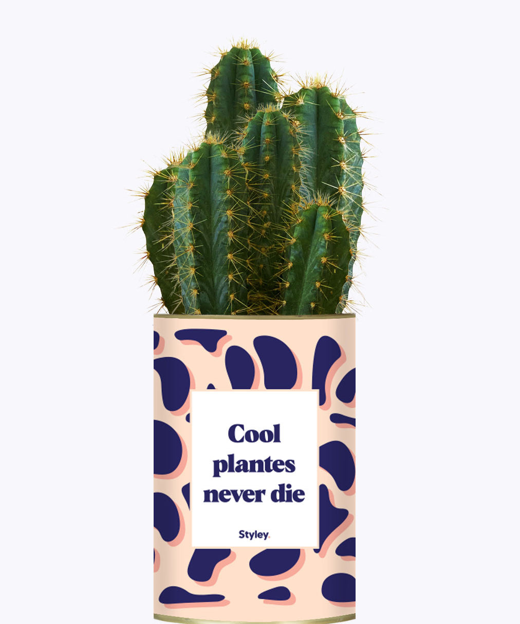 Cool plantes never die - Cactus