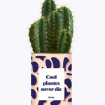 Cool plantes never die - Cactus