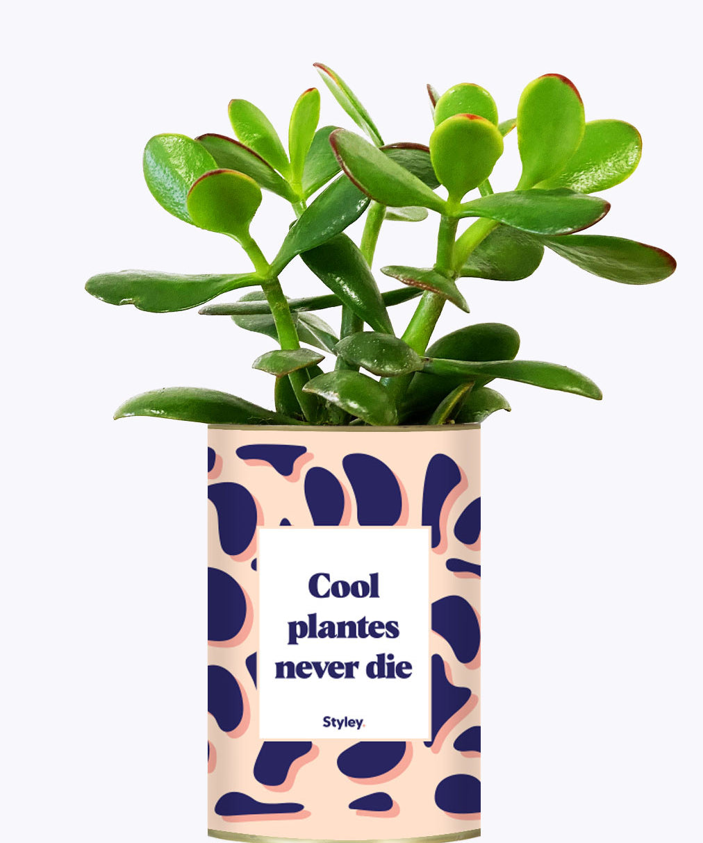 Cool plantes never die - Cactus