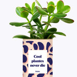 Cool plantes never die - Cactus