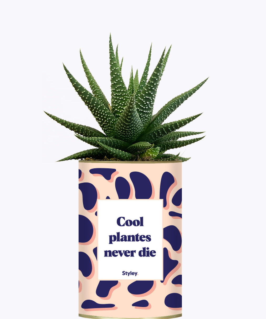 Cool plantes never die - Cactus