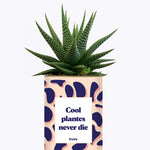 Cool plantes never die - Cactus