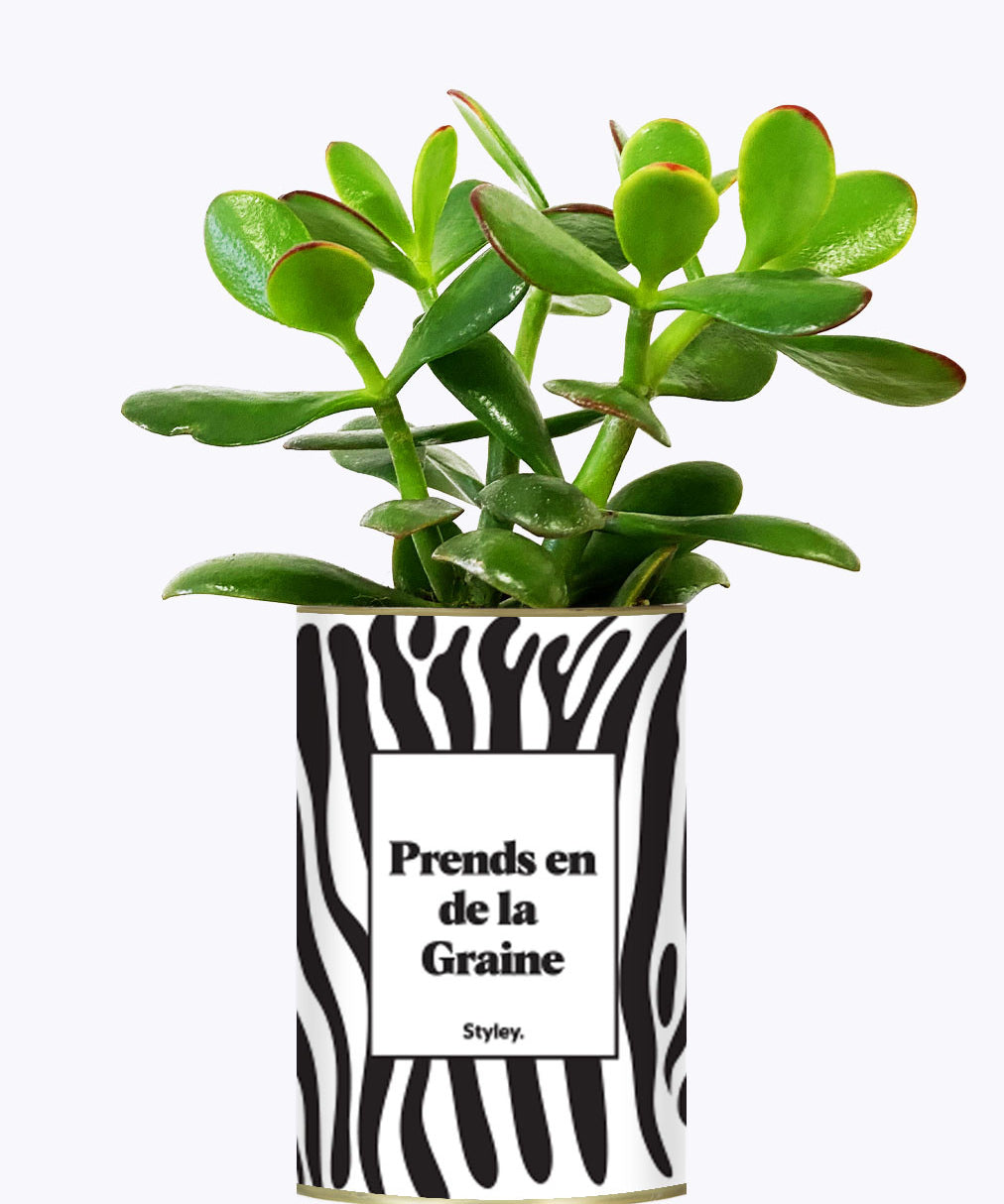 Prends en de la Graine - Cactus