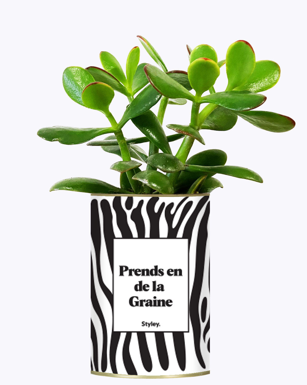 Prends en de la Graine - Cactus