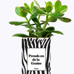 Prends en de la Graine - Cactus