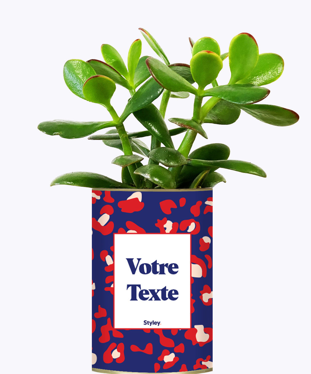 Cactus Lison - Personnalisable