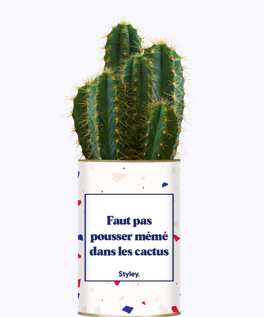 Faut pas pousser mémé dans les cactus - Cactus