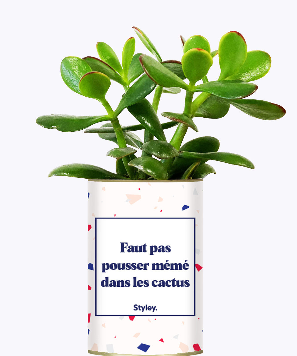 Faut pas pousser mémé dans les cactus - Cactus