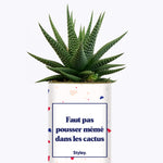 Faut pas pousser mémé dans les cactus - Cactus