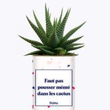 Faut pas pousser mémé dans les cactus - Cactus