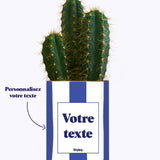 Rayures bleues - Plante personnalisable
