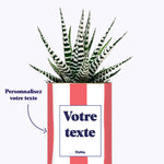 Rayures corail - Plante personnalisable