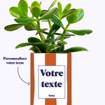 Rayures Terracotta - Plante personnalisable