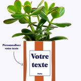 Rayures Terracotta - Plante personnalisable