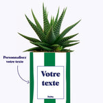 Rayures Vertes - Plante personnalisable