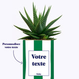 Rayures Vertes - Plante personnalisable