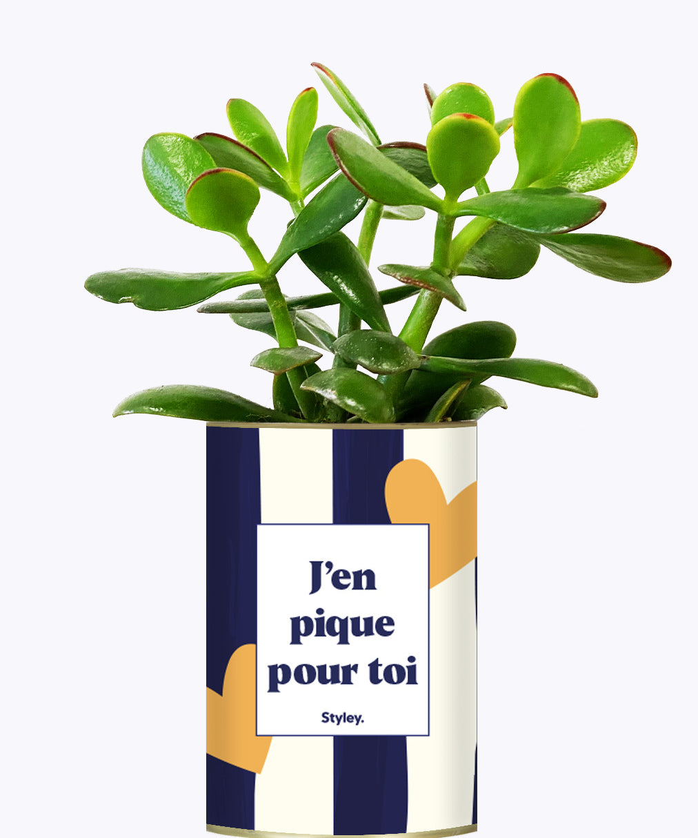 J'en pique pour toi - Plante