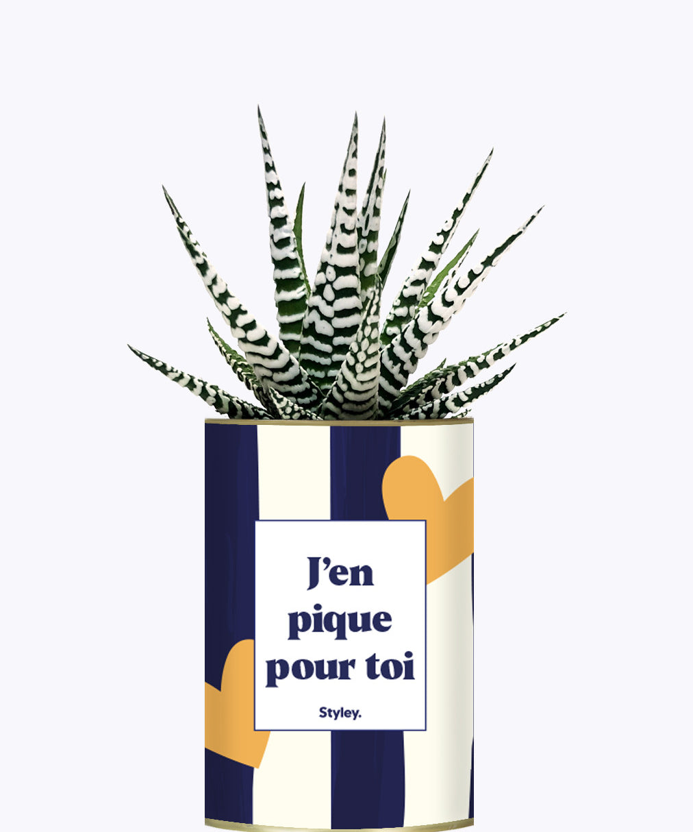 J'en pique pour toi - Plante