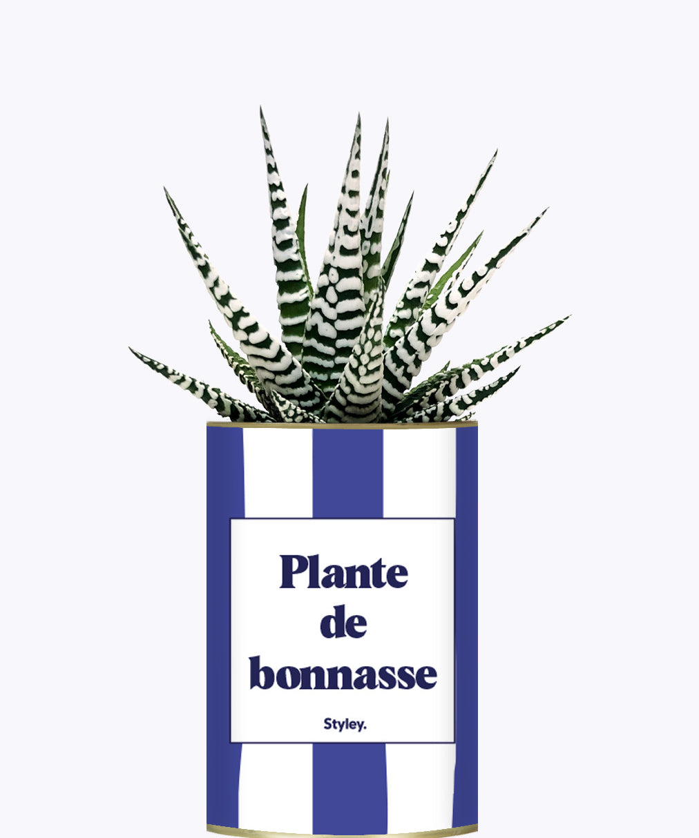 Plante de bonnasse - Plante