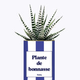 Plante de bonnasse - Plante