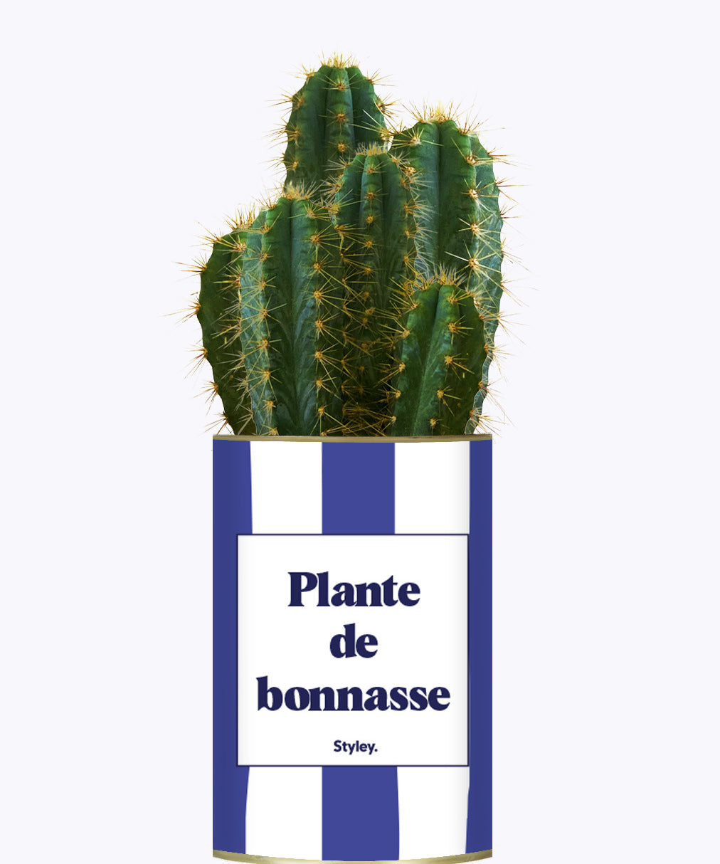 Plante de bonnasse - Plante