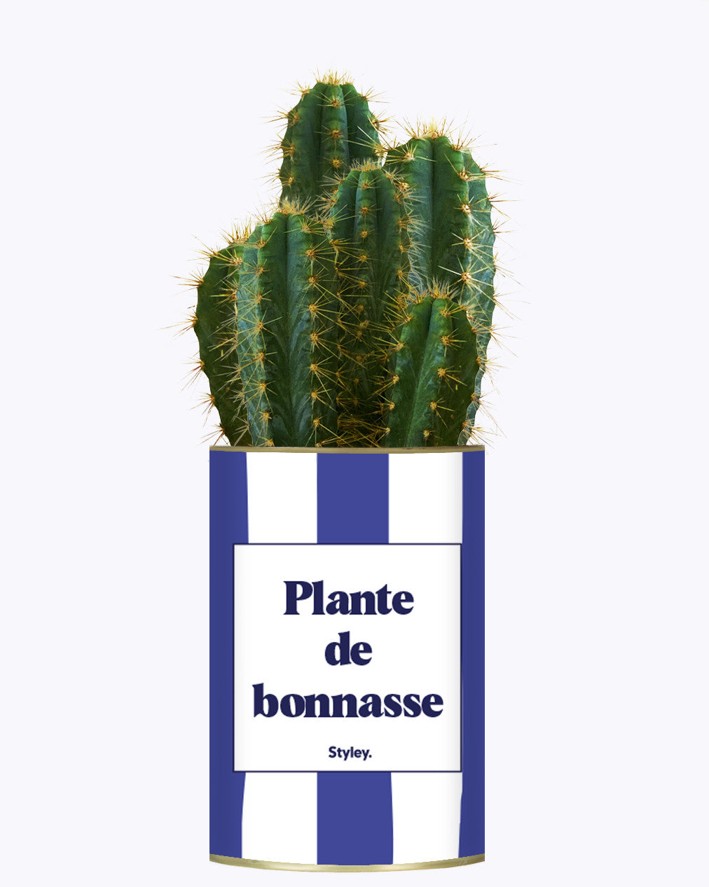 Plante de bonnasse - Plante