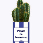 Plante de bonnasse - Plante