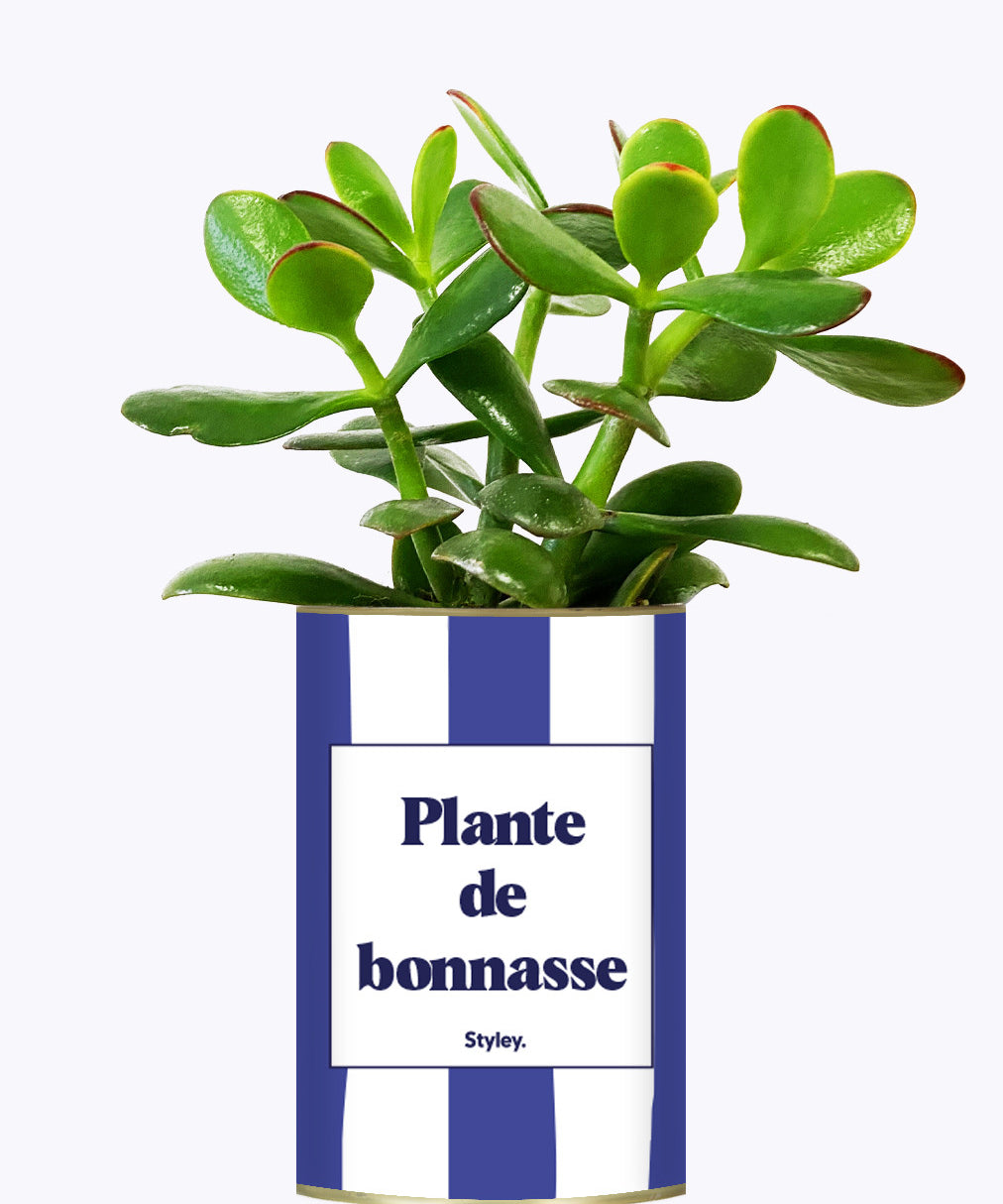 Plante de bonnasse - Plante