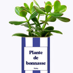 Plante de bonnasse - Plante