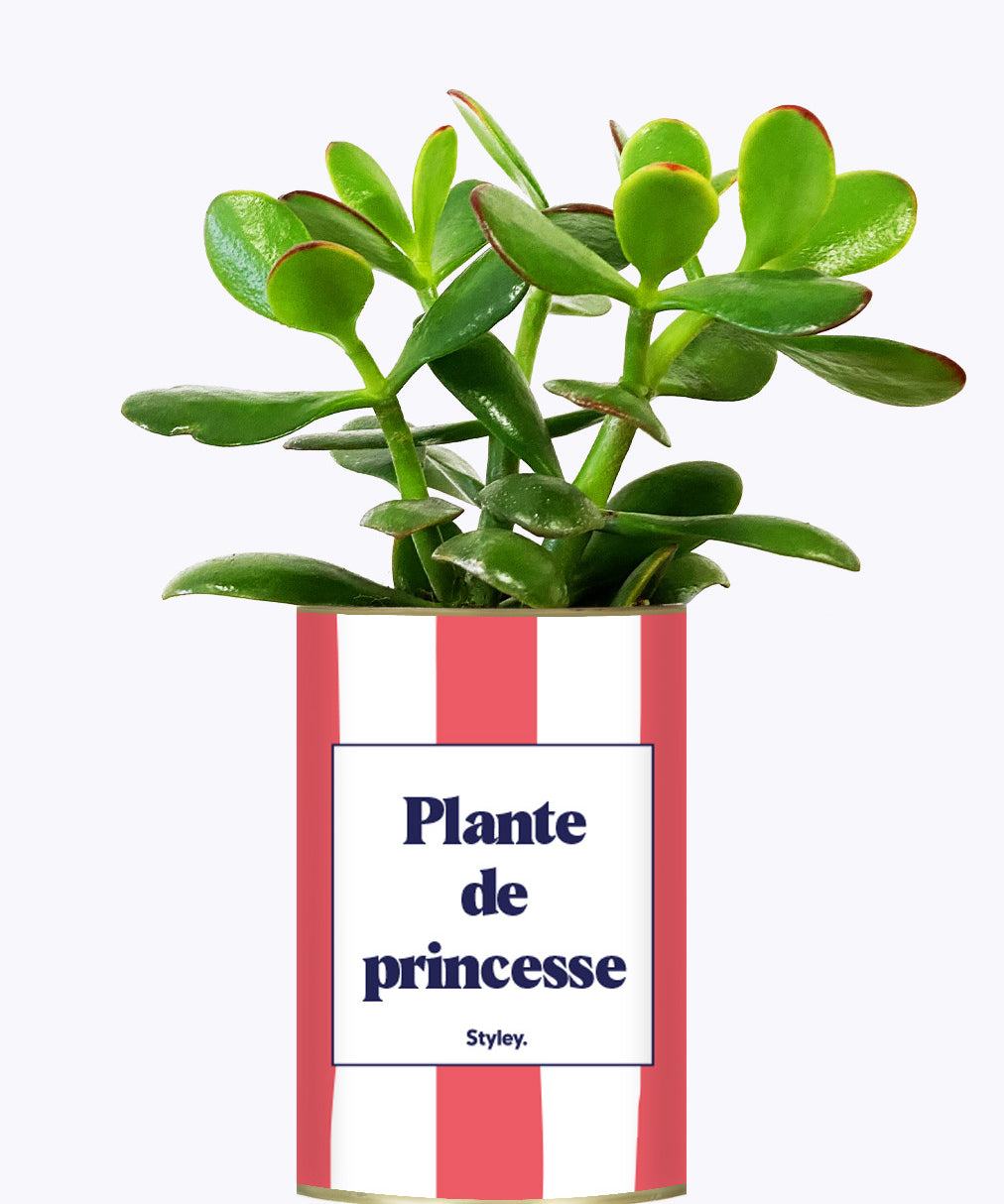 Plante de princesse - Plante