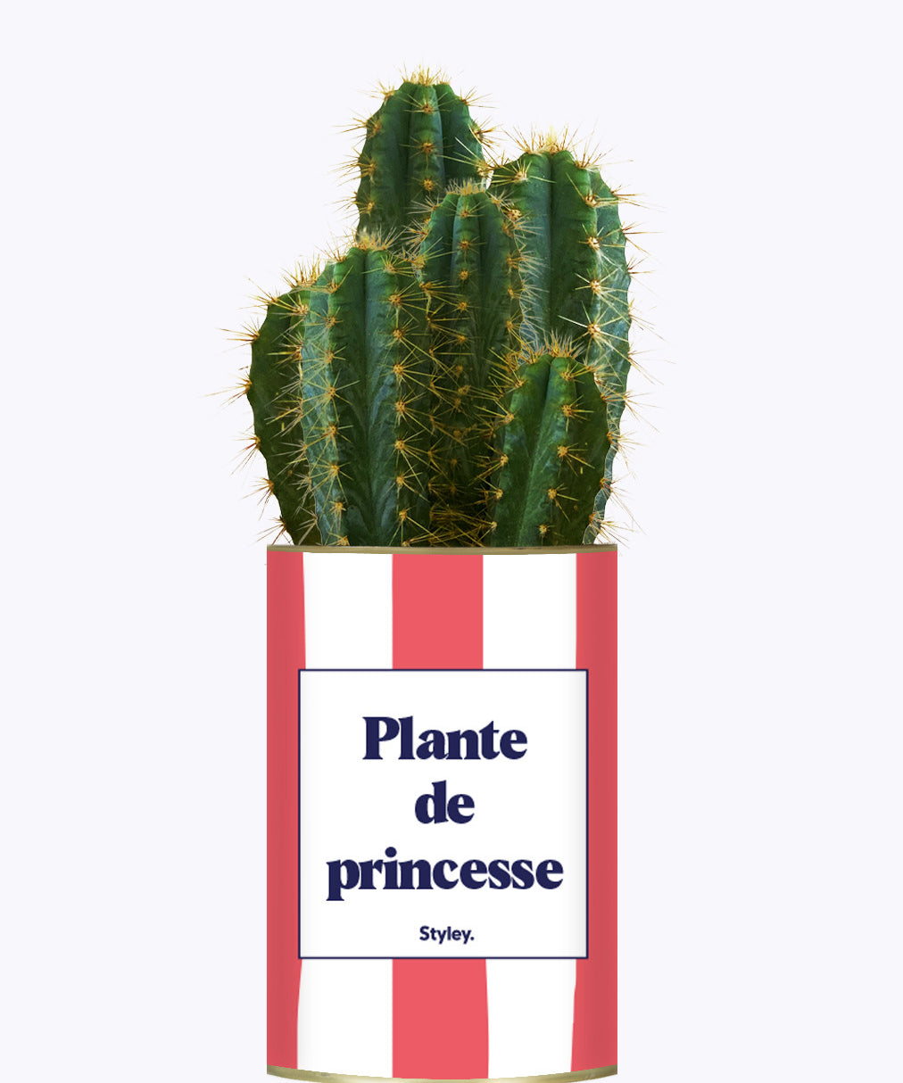 Plante de princesse - Plante