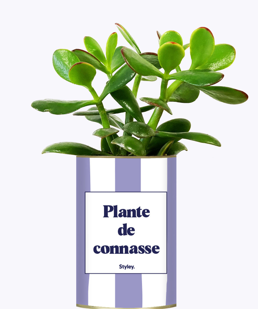 Plante de connasse - Plante