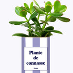 Plante de connasse - Plante
