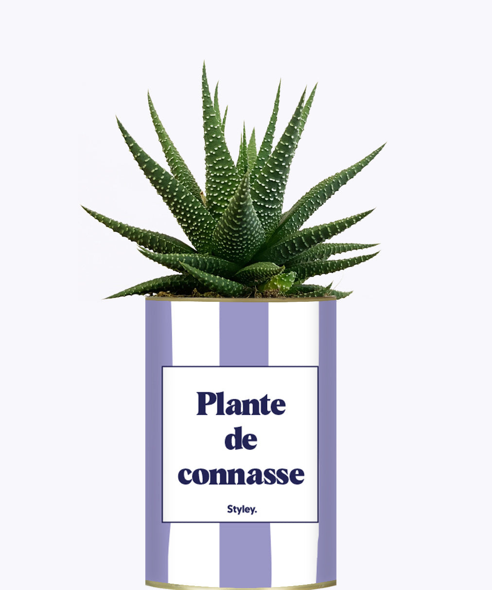 Plante de connasse - Plante