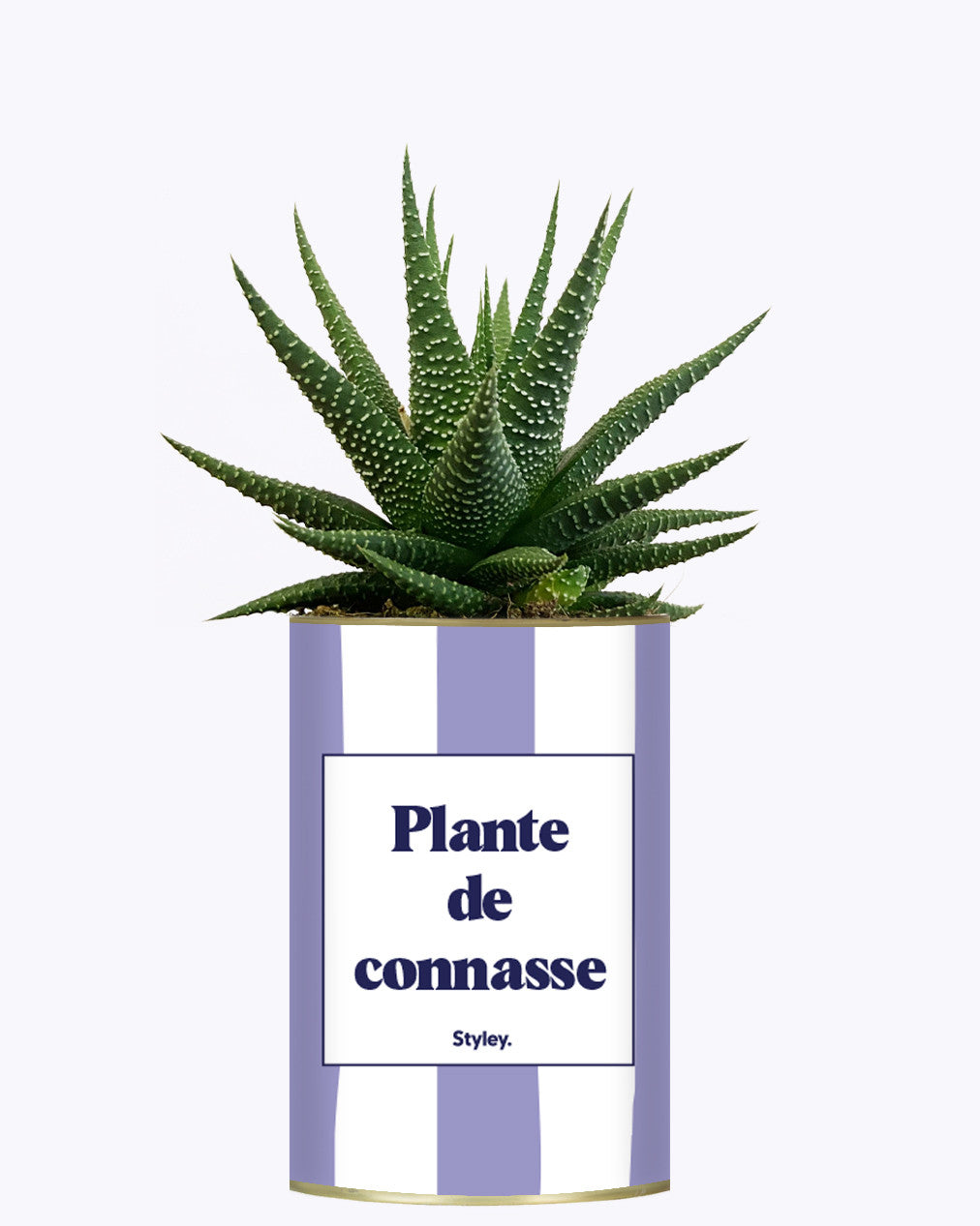 Plante de connasse - Plante